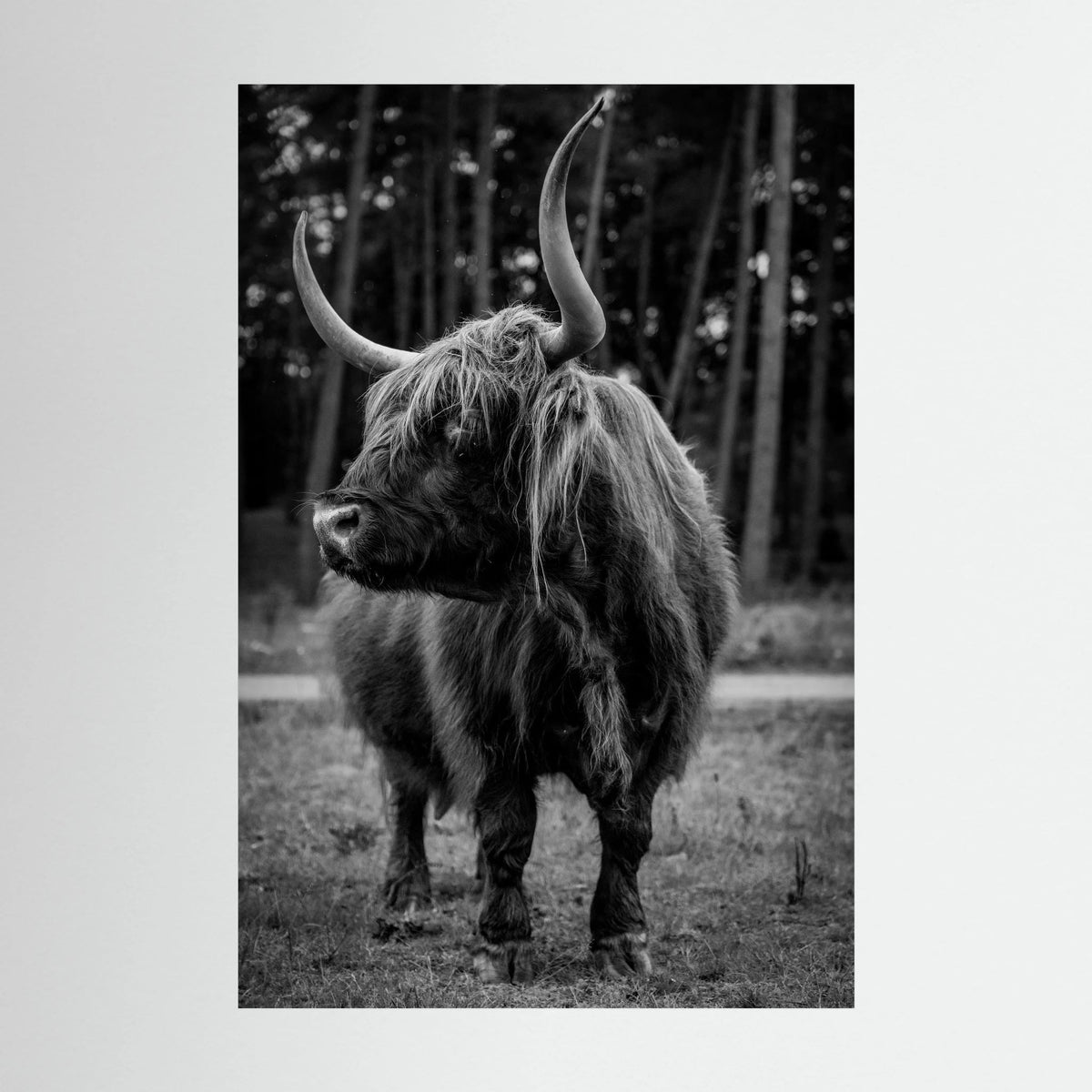 Majestic Scottish Highlander