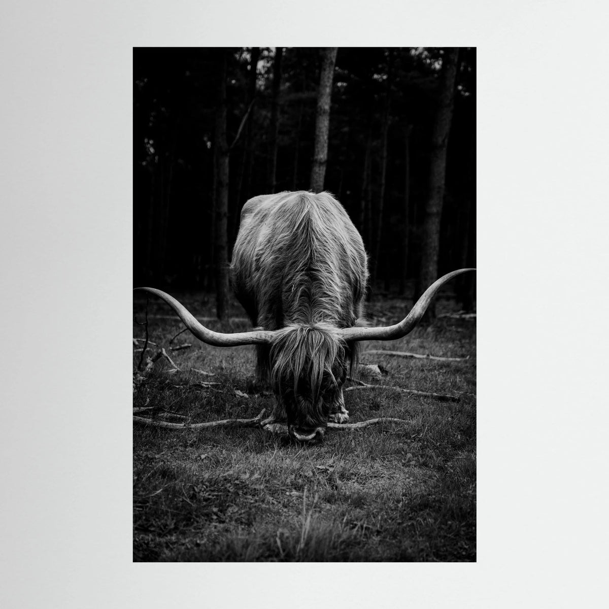 Scottish Highlander in bnw 