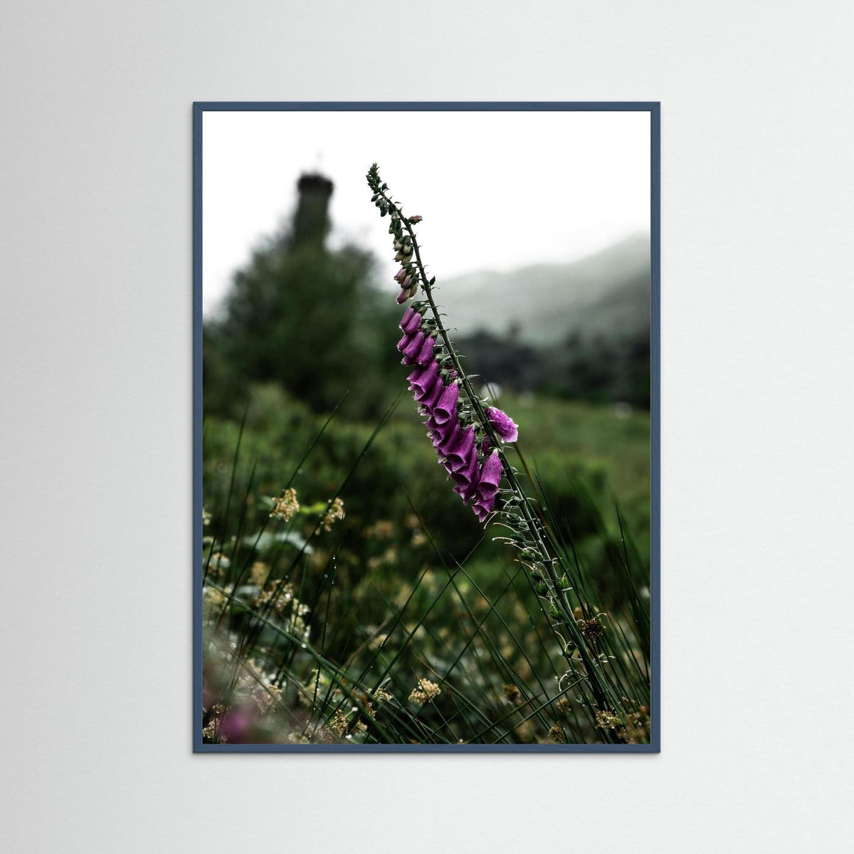 Foxgloves in the Scottish Highlands 