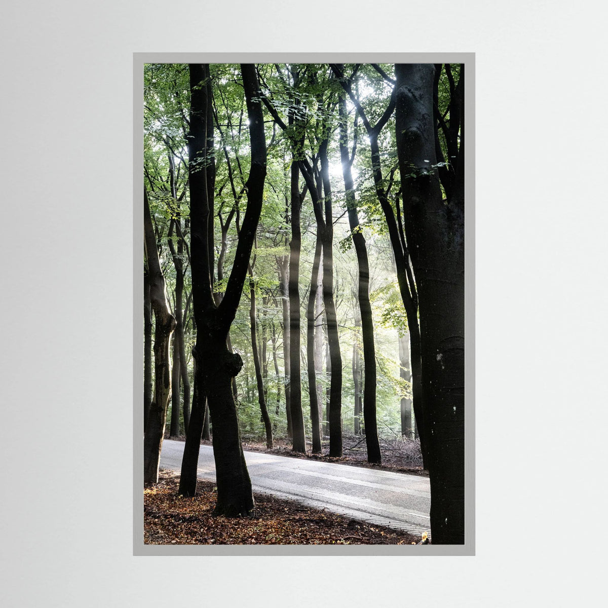 Sunrays in the woods at the Veluwe