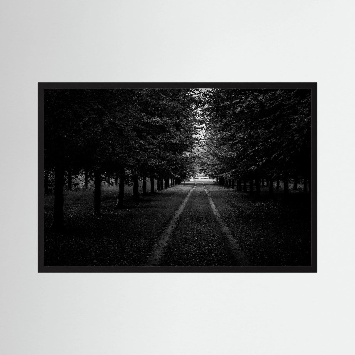 Forest Roads at the Veluwe