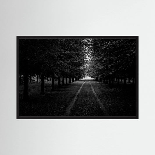 Forest Roads at the Veluwe