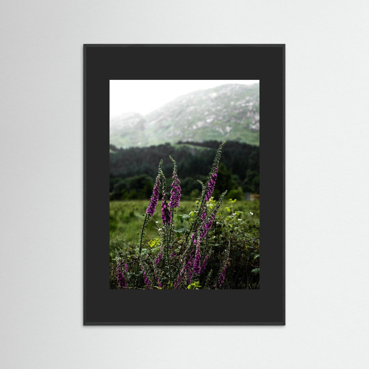 Foxgloves in the Highlands of Scotland  