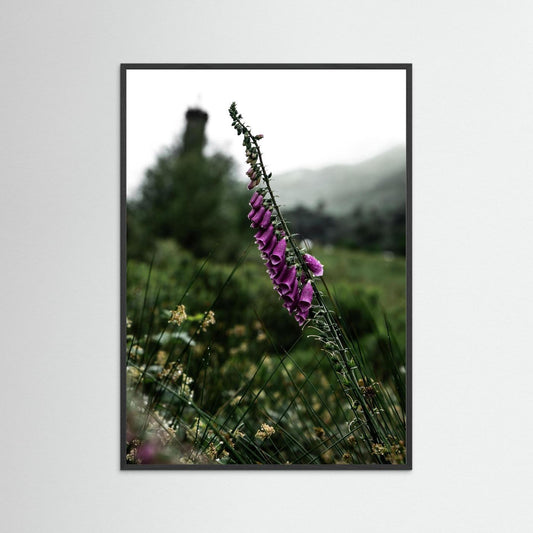 Foxgloves in the Scottish Highlands 