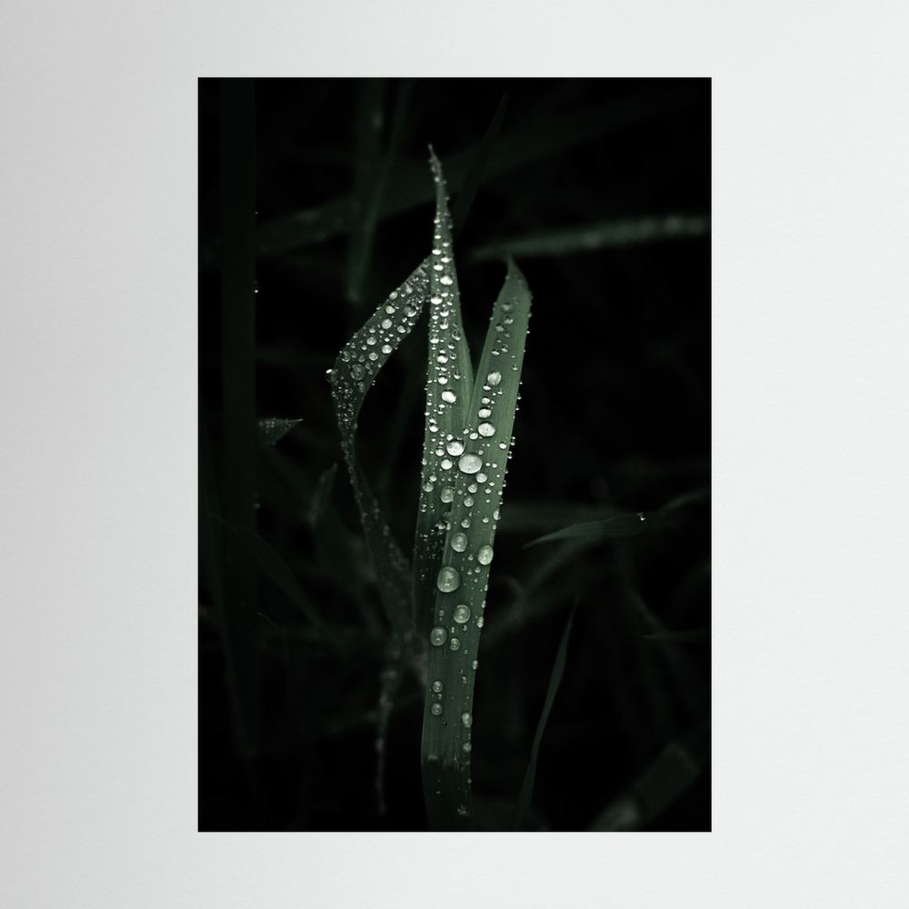 Droplets on the leaves