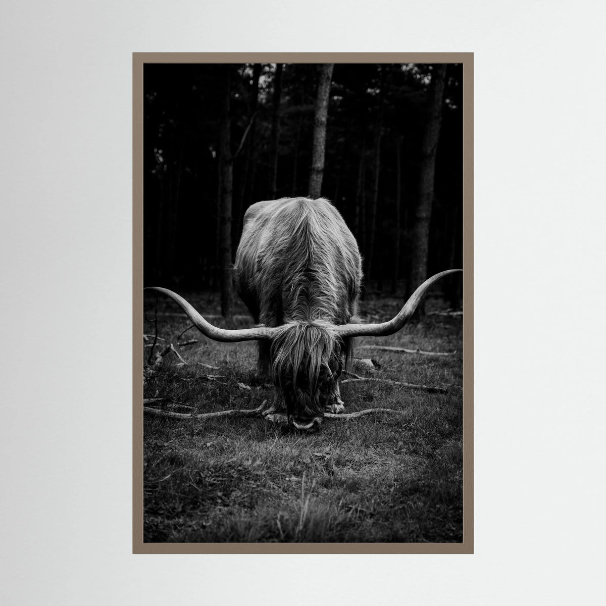 Scottish Highlander in bnw 