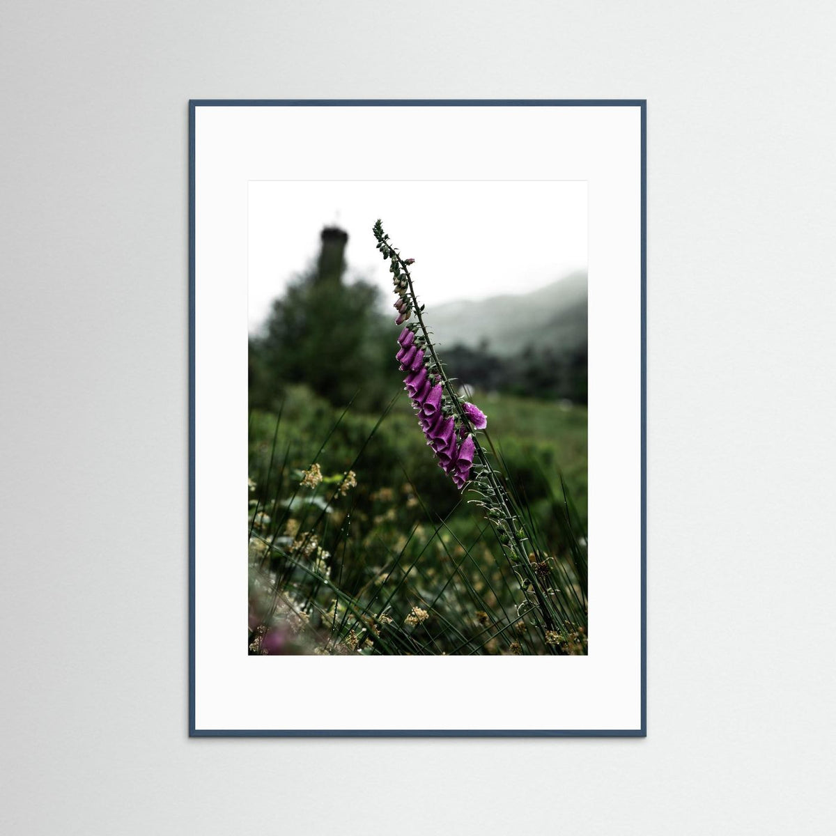 Foxgloves in the Scottish Highlands 