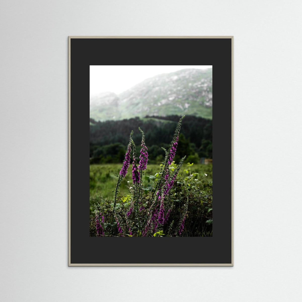 Foxgloves in the Highlands of Scotland  