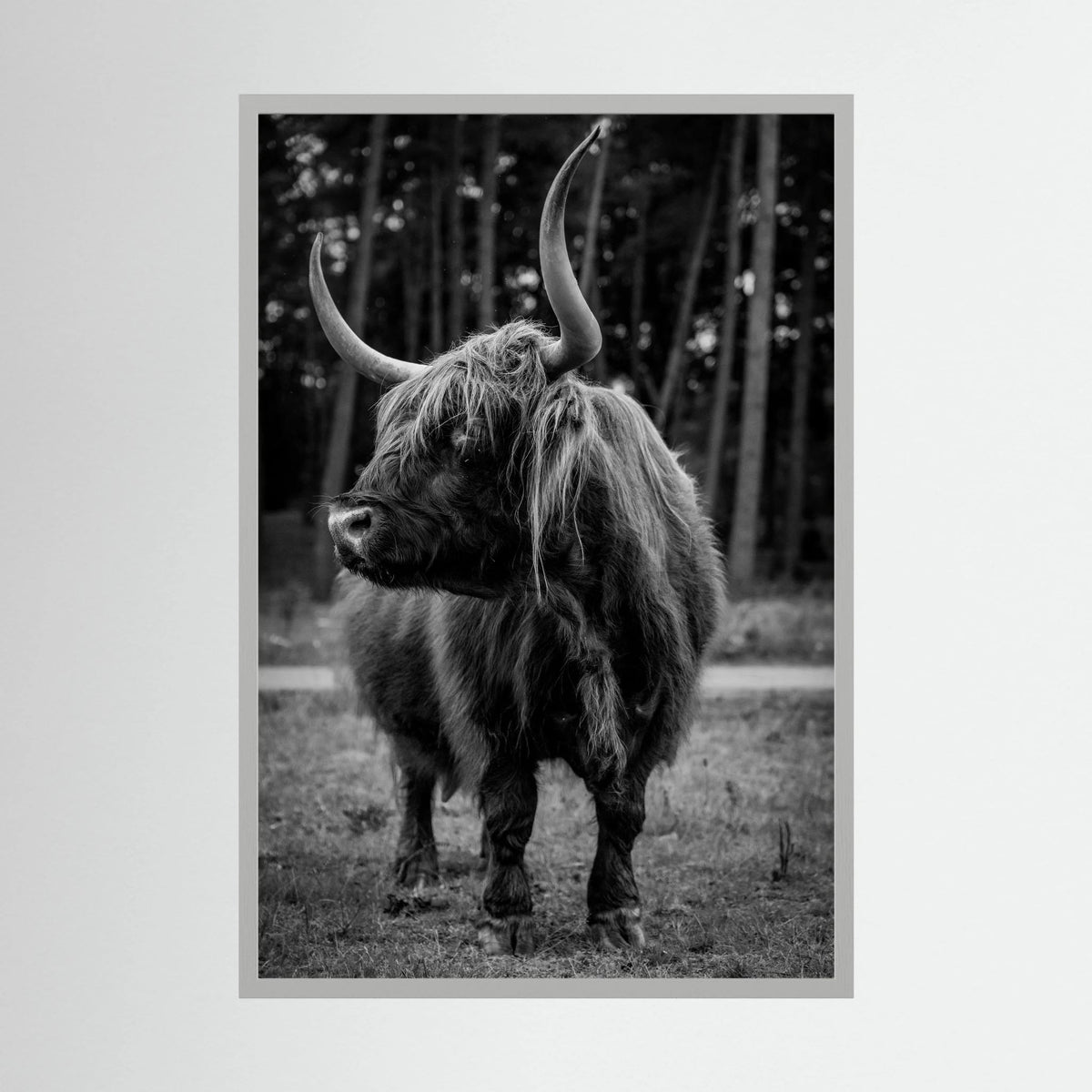 Majestic Scottish Highlander