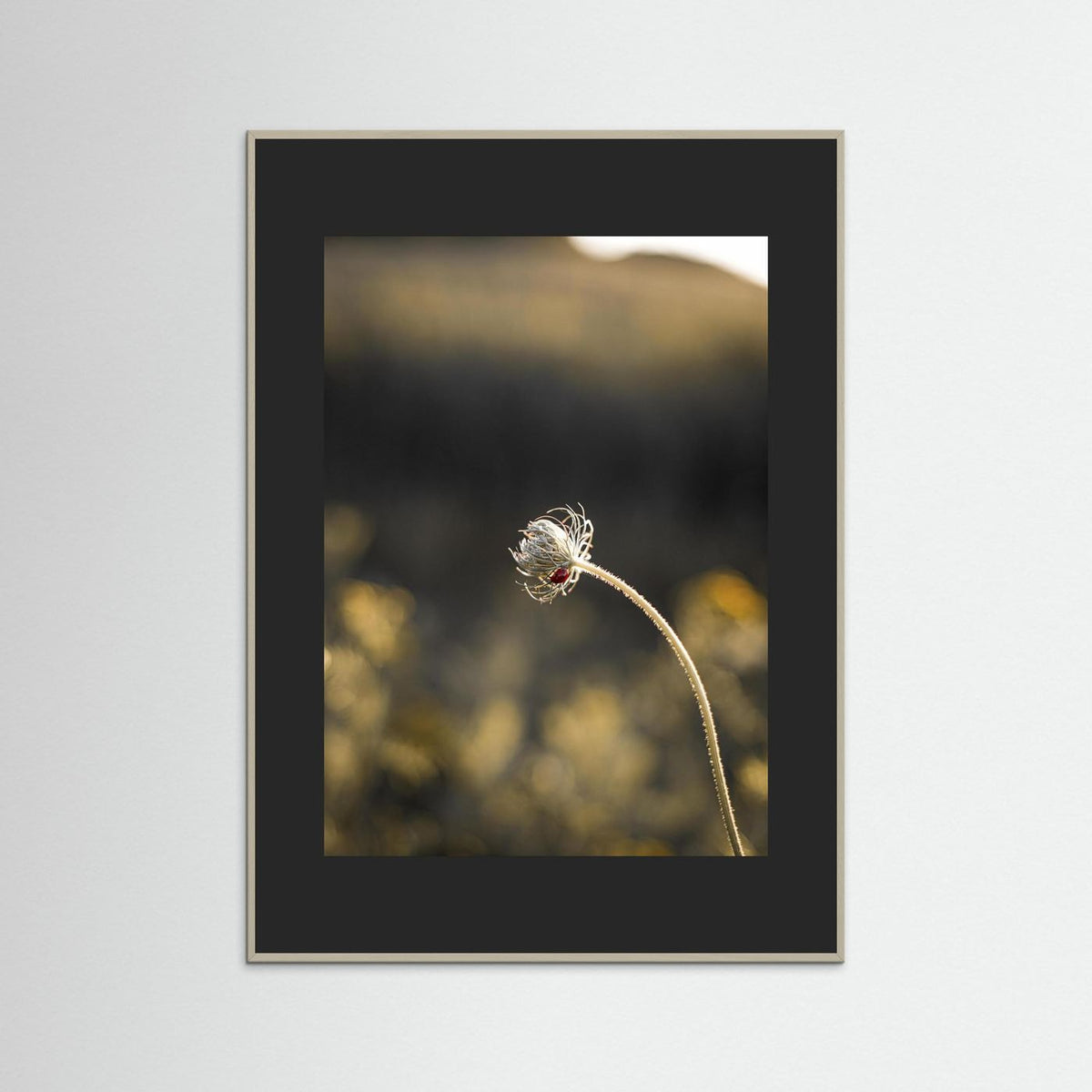Ladybug on a flower during the sunset in the Netherlands