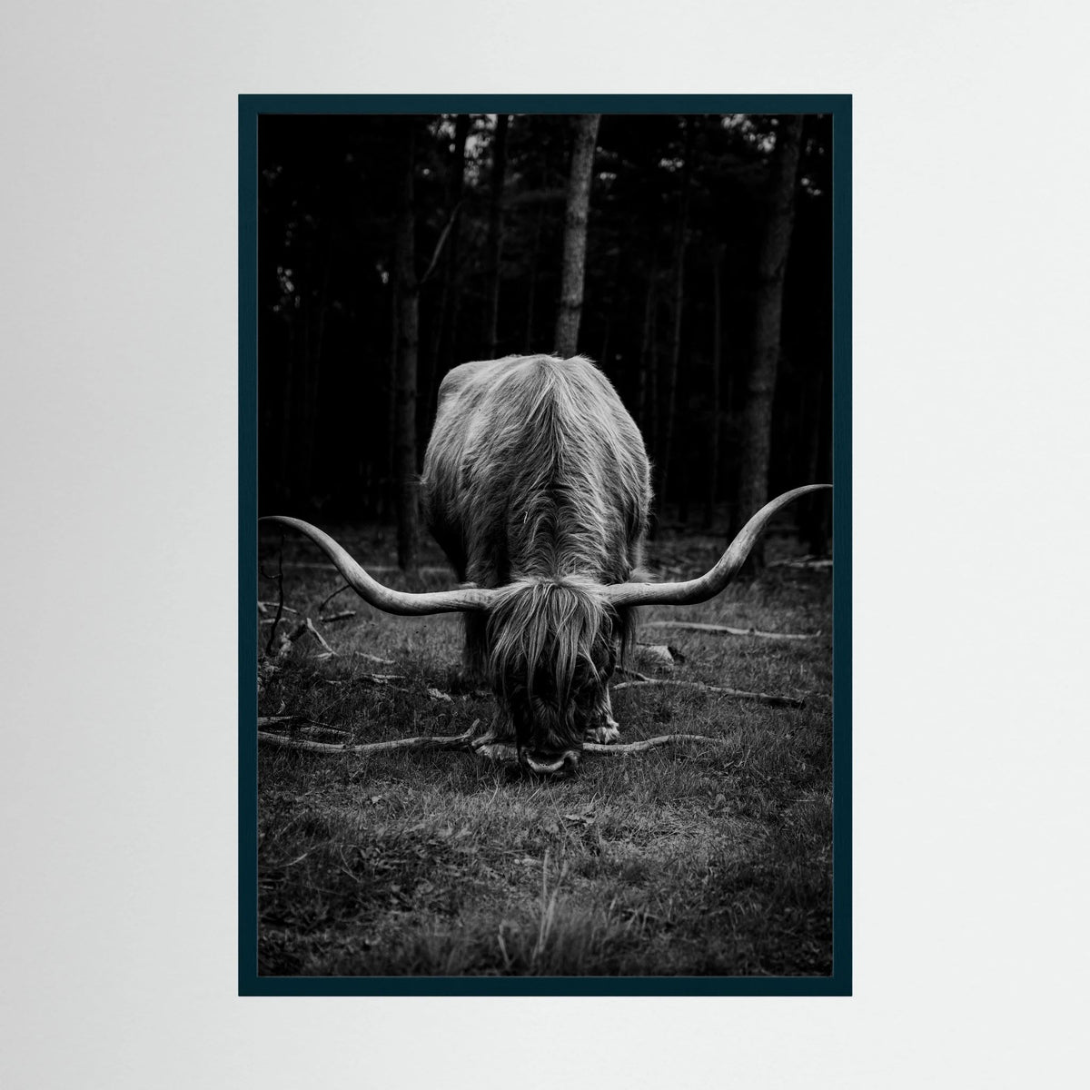 Scottish Highlander in bnw 