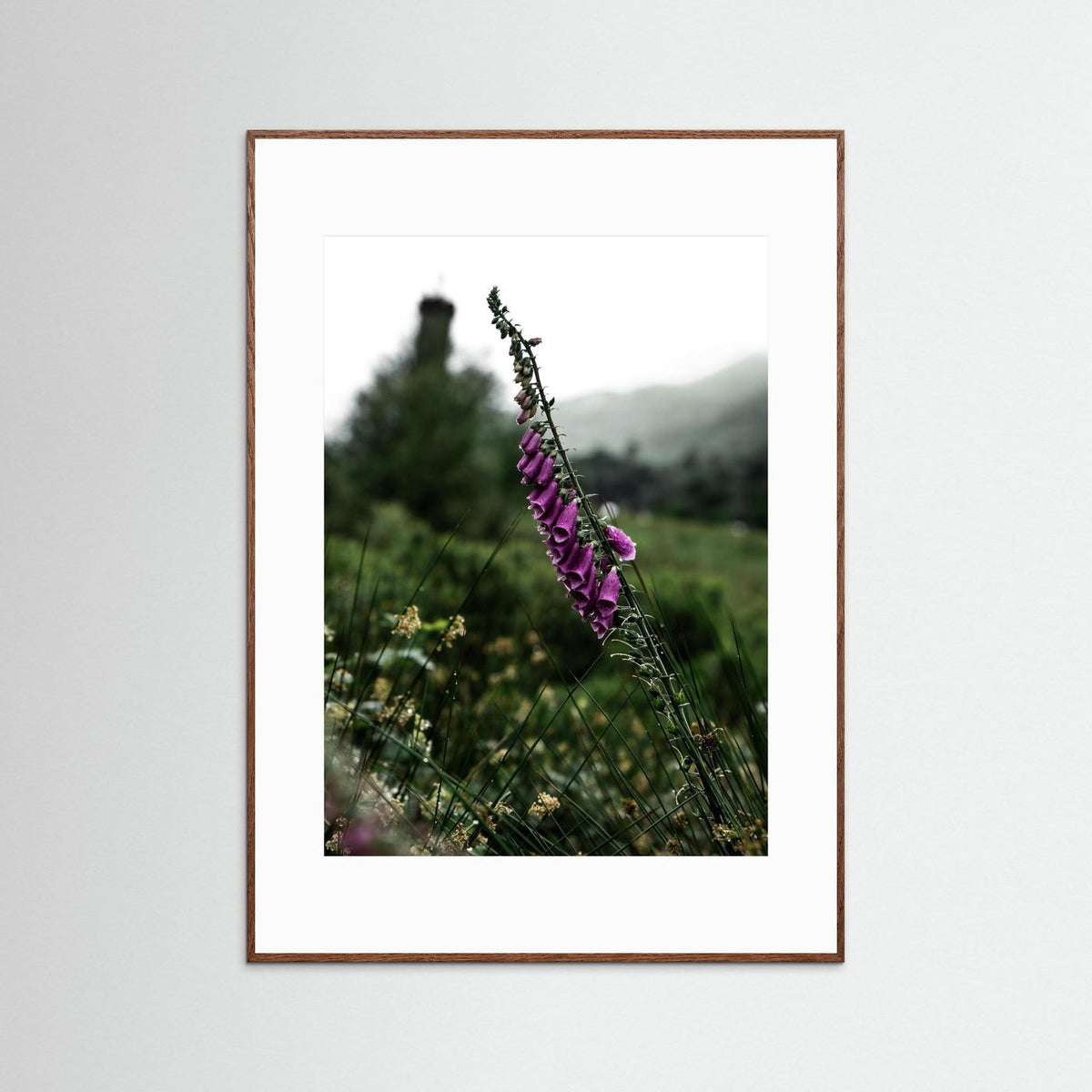 Foxgloves in the Scottish Highlands 