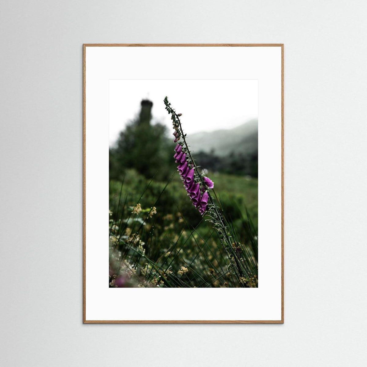 Foxgloves in the Scottish Highlands 