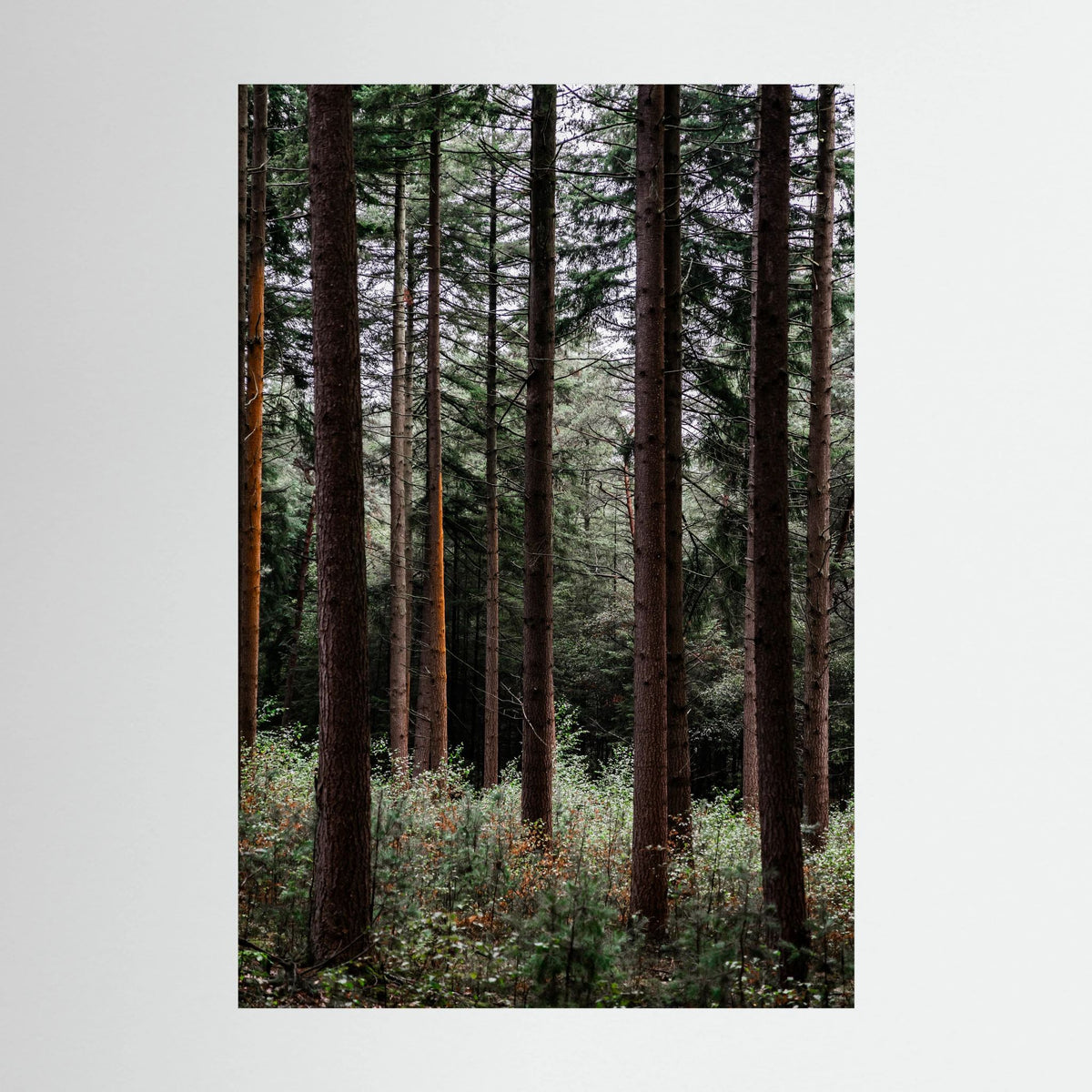 Forest Vibes 