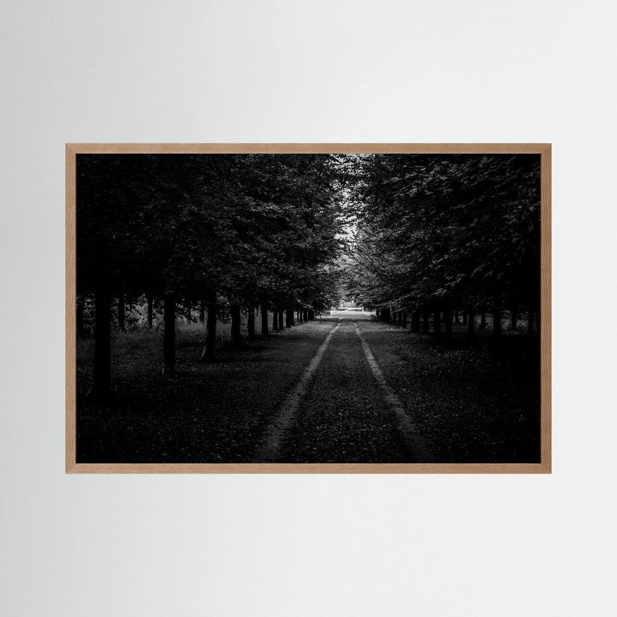 Forest Roads at the Veluwe