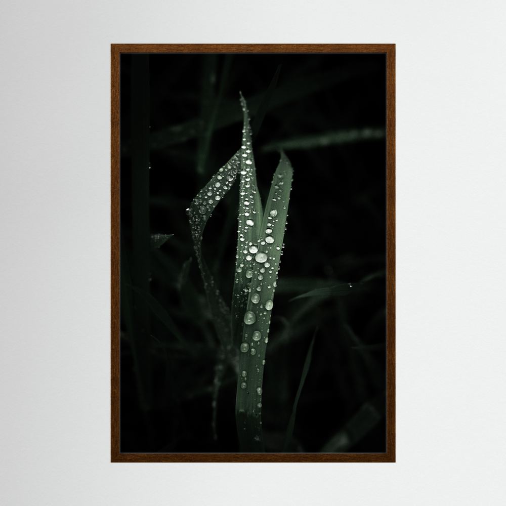 Droplets on the leaves