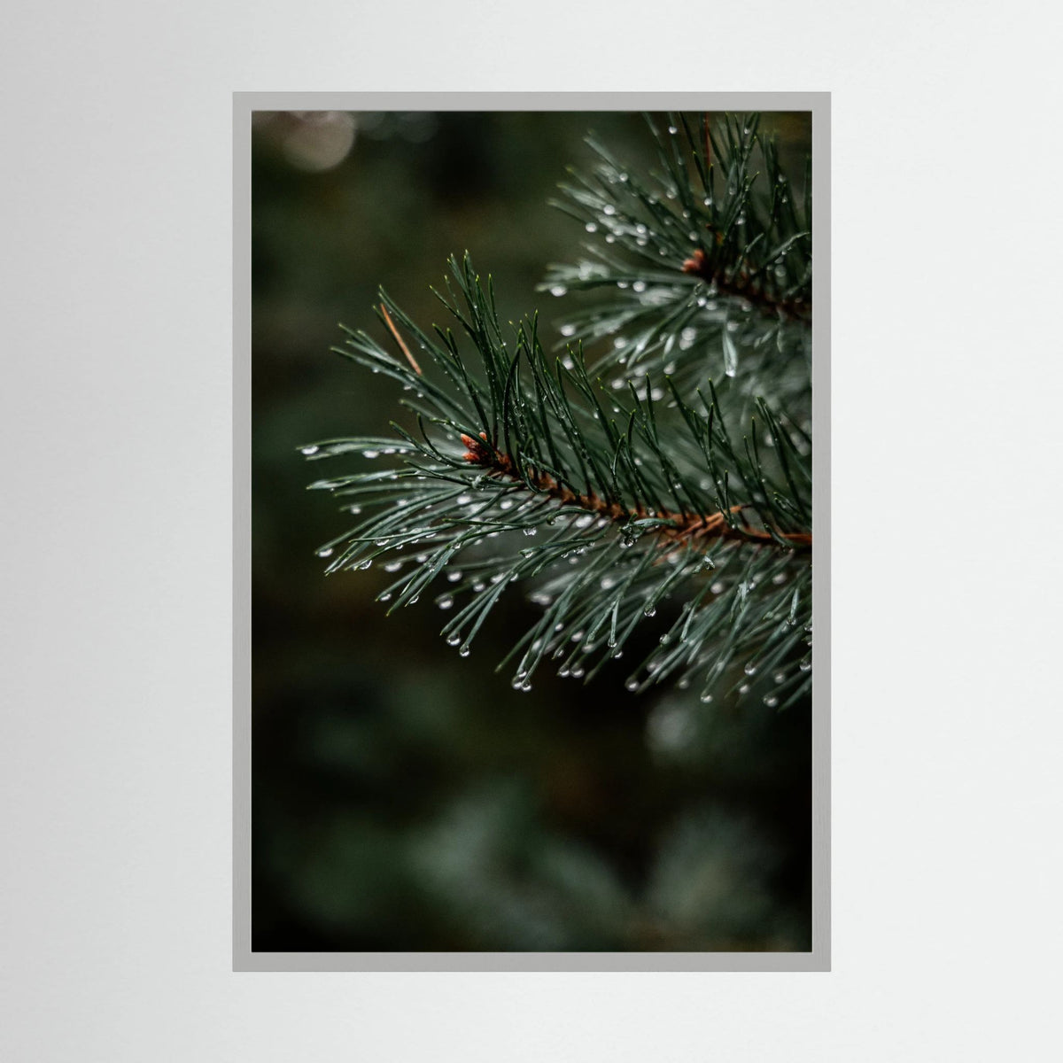 Droplets on the conifers