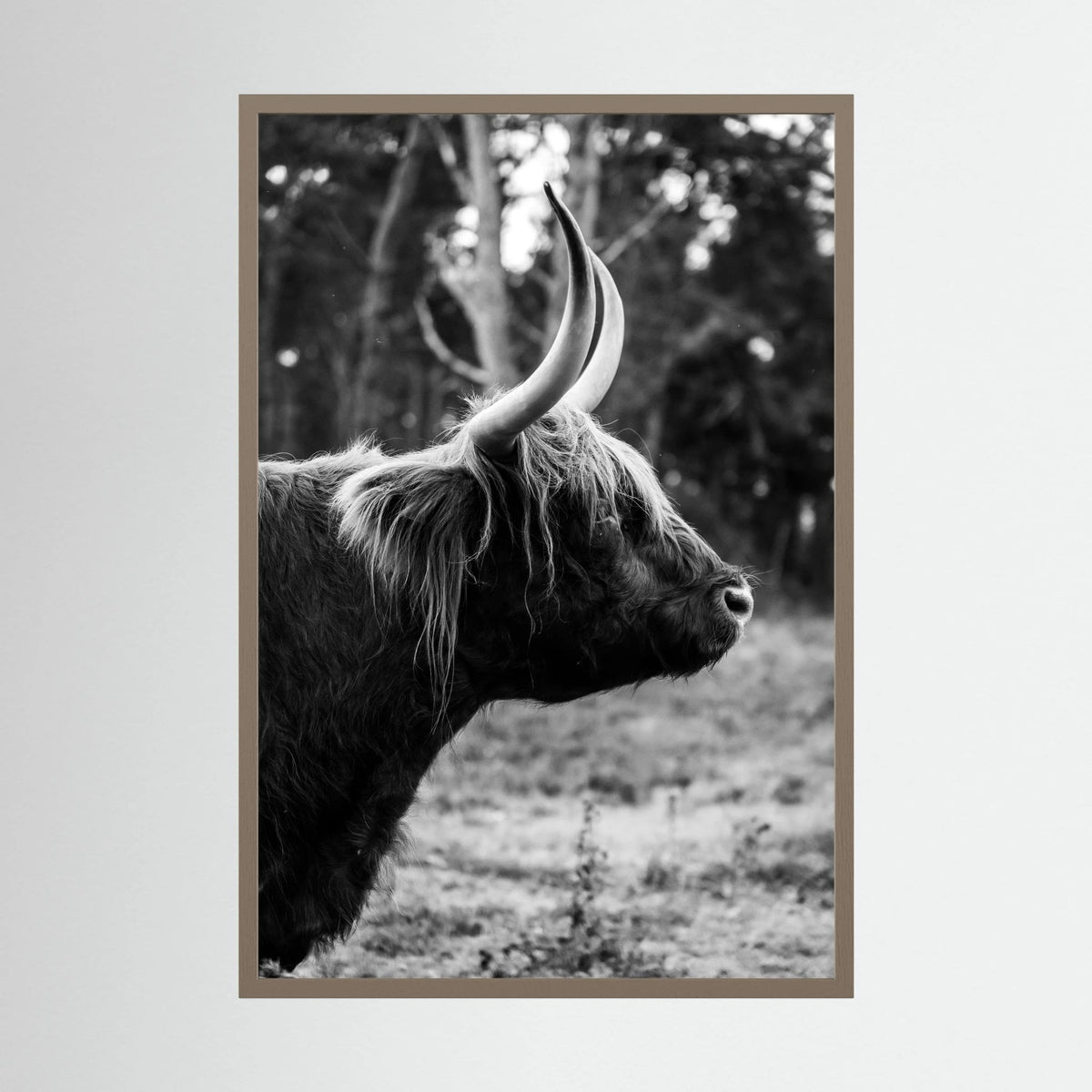Sideview Scottish Highlander
