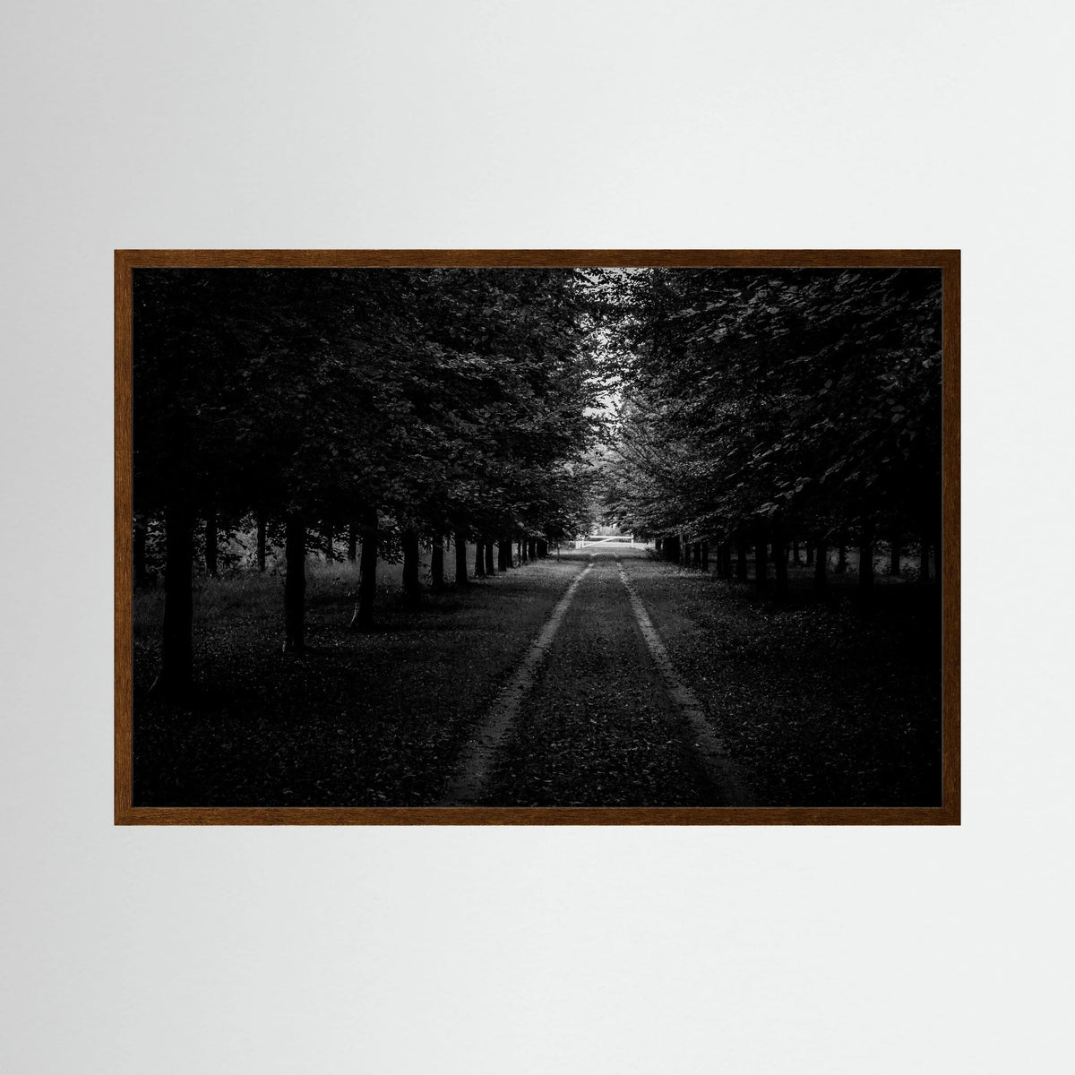 Forest Roads at the Veluwe
