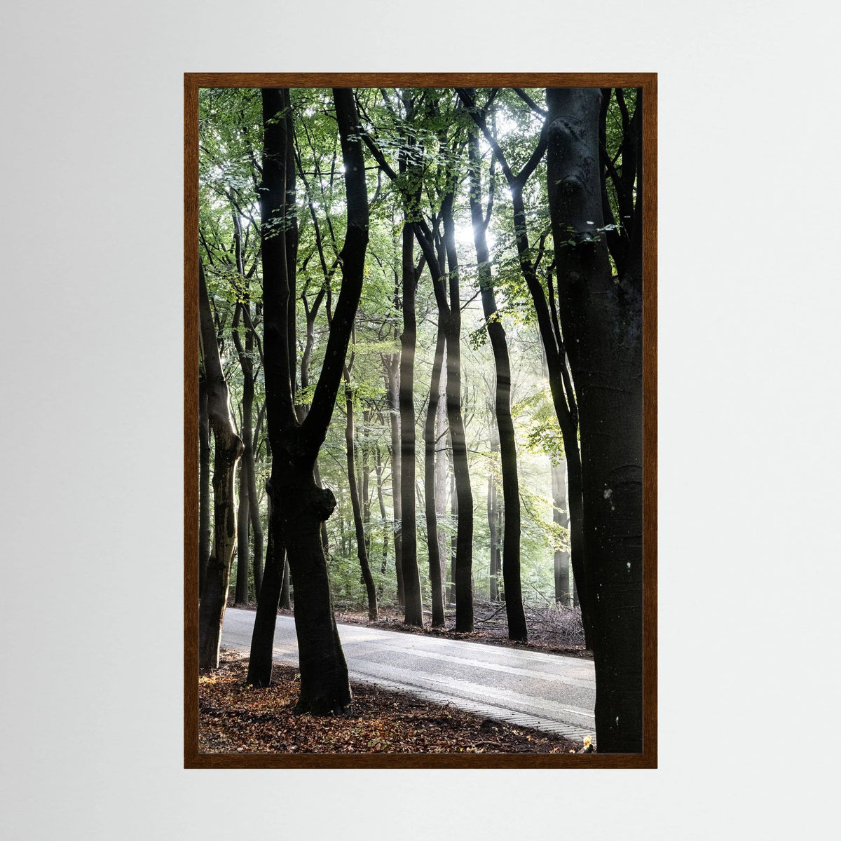 Sunrays in the woods at the Veluwe