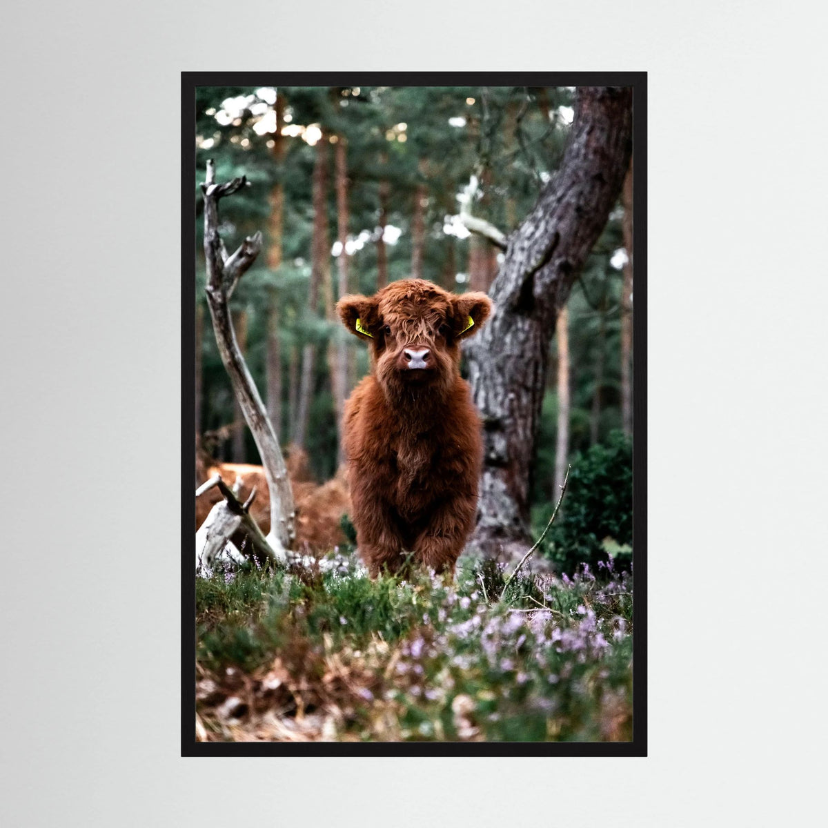 Little Scottish Highlander