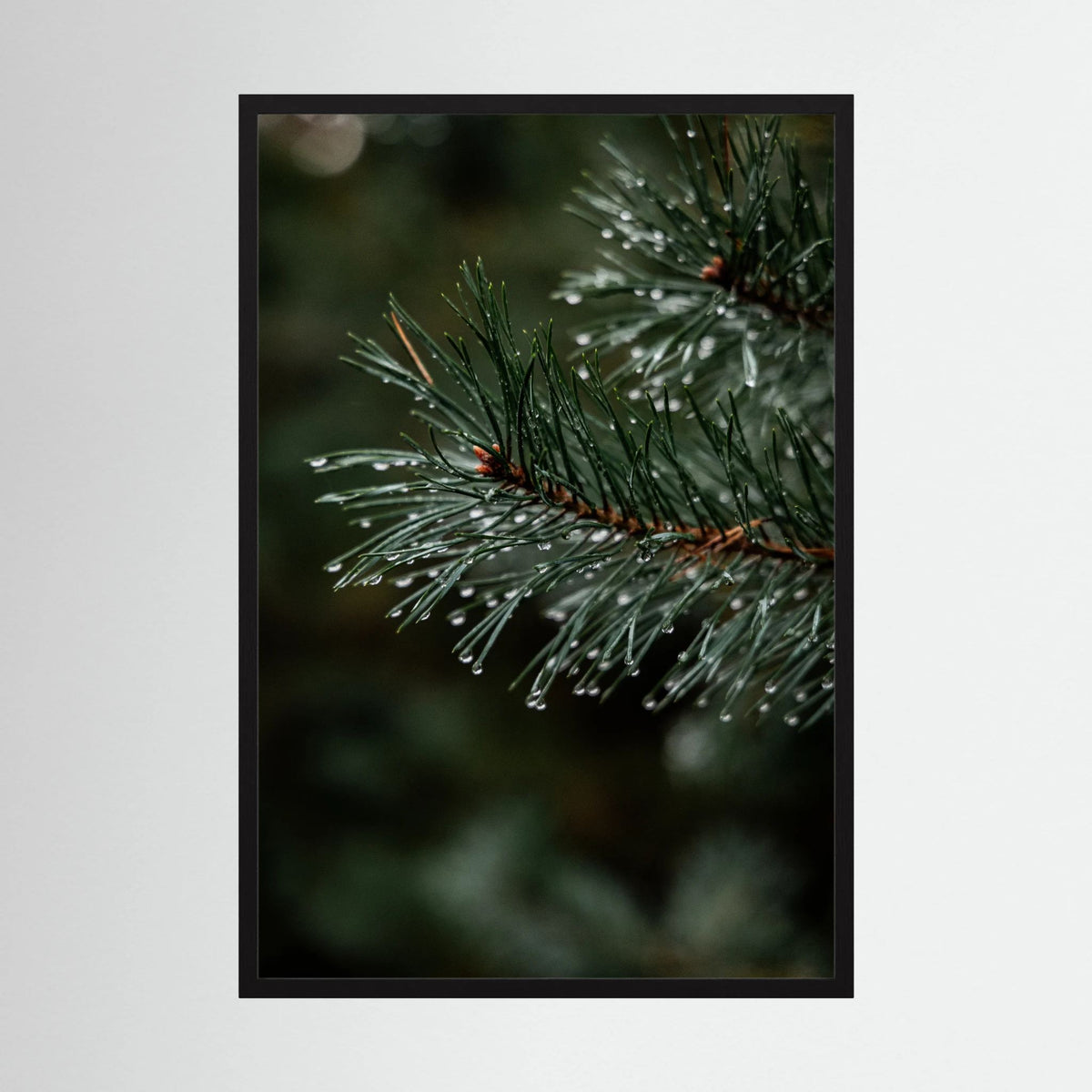 Droplets on the conifers