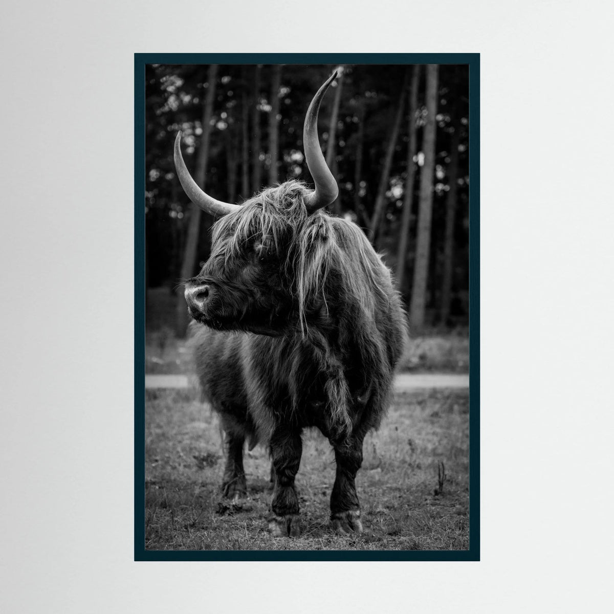 Majestic Scottish Highlander