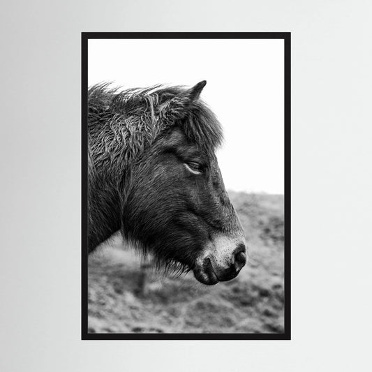 Horse - side close-up.