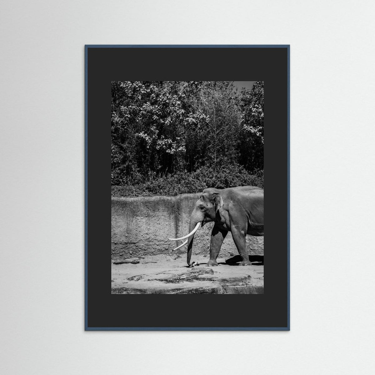 Elephant in black & white