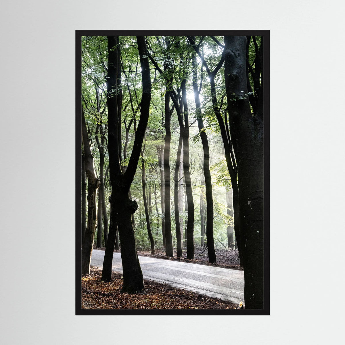Sunrays in the woods at the Veluwe