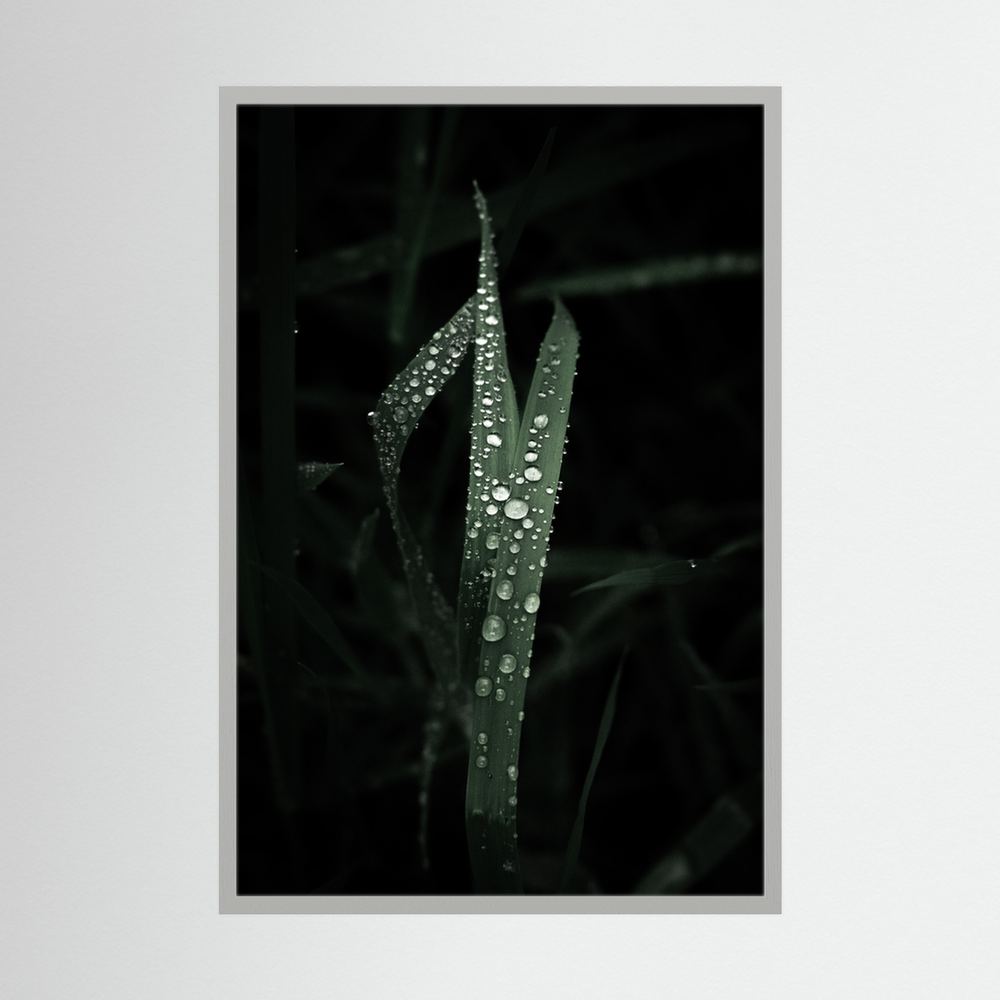 Droplets on the leaves
