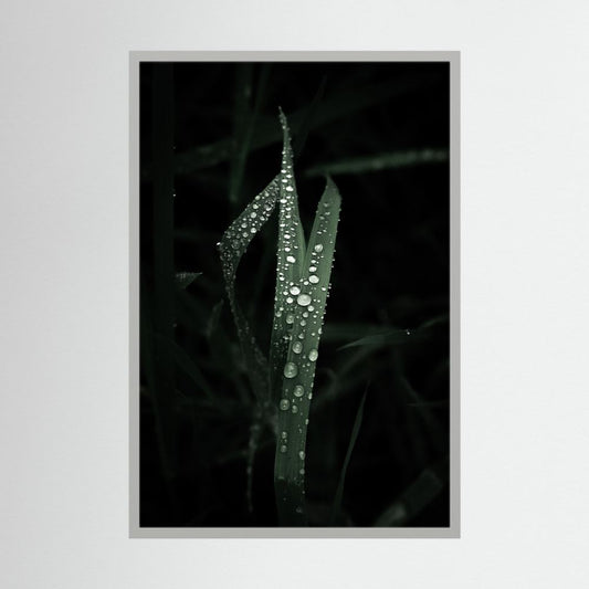 Droplets on the leaves