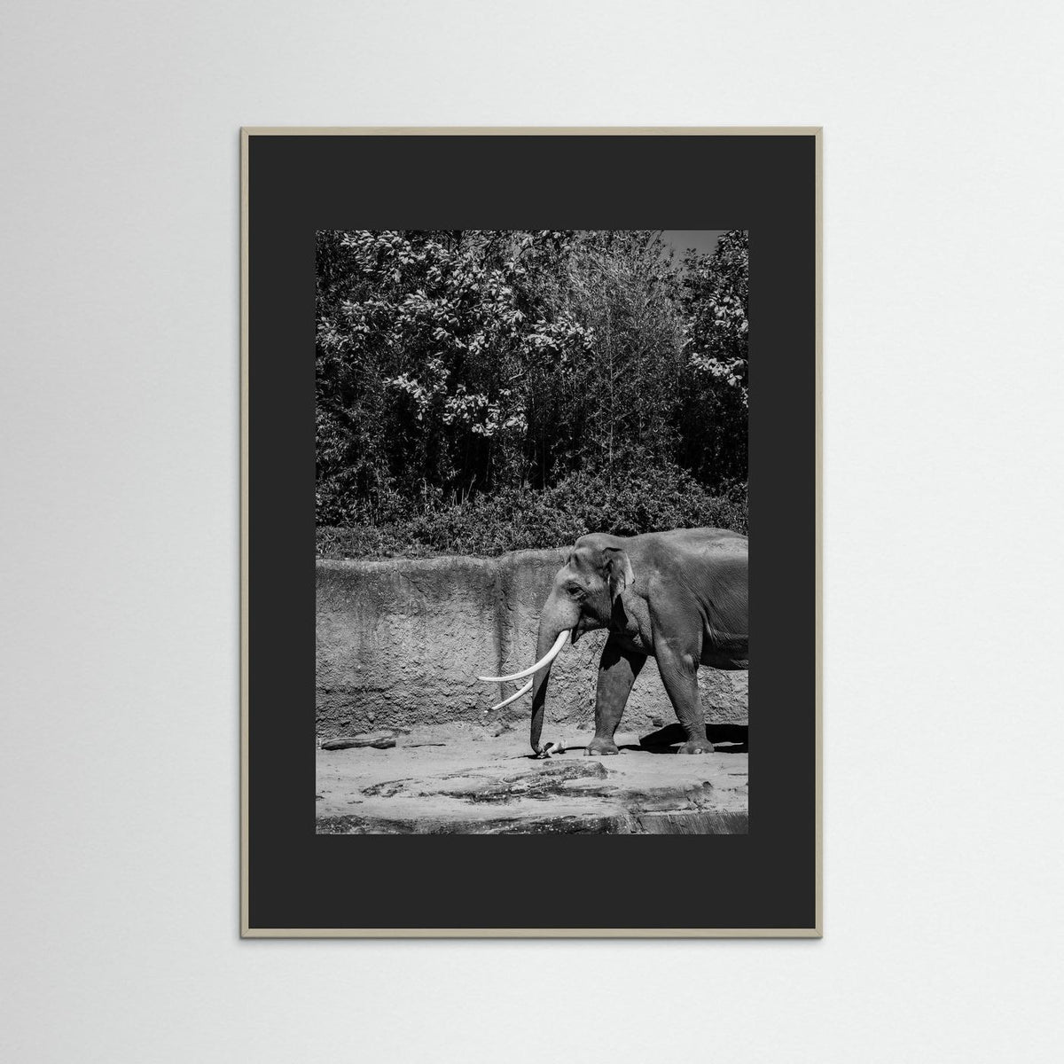 Elephant in black & white