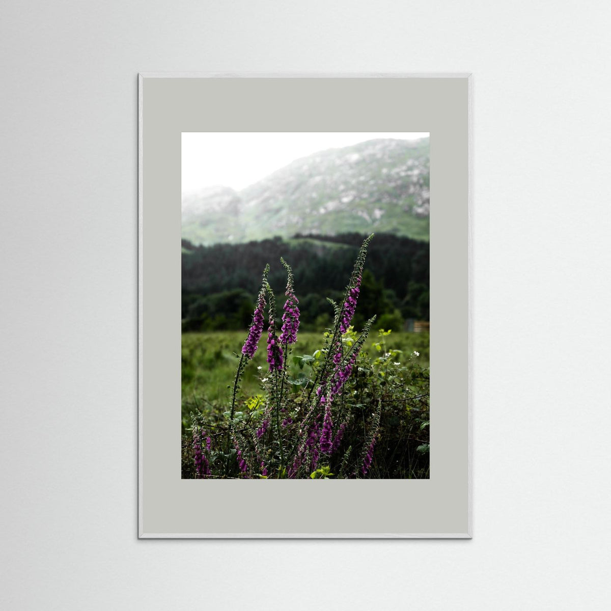 Foxgloves in the Highlands of Scotland  