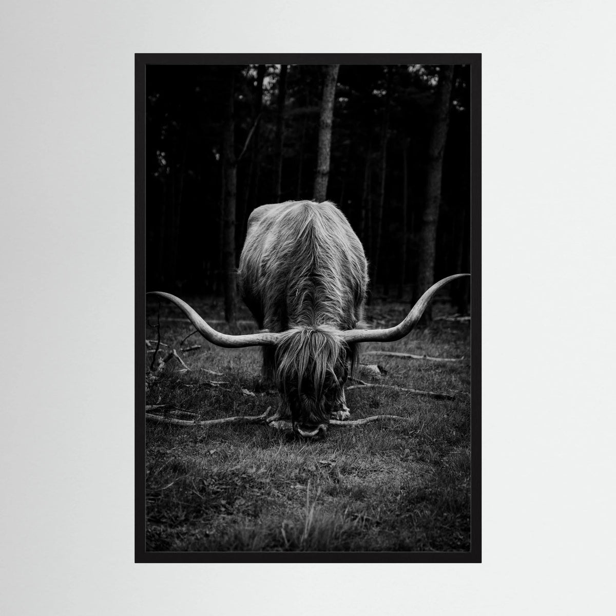 Scottish Highlander in bnw 