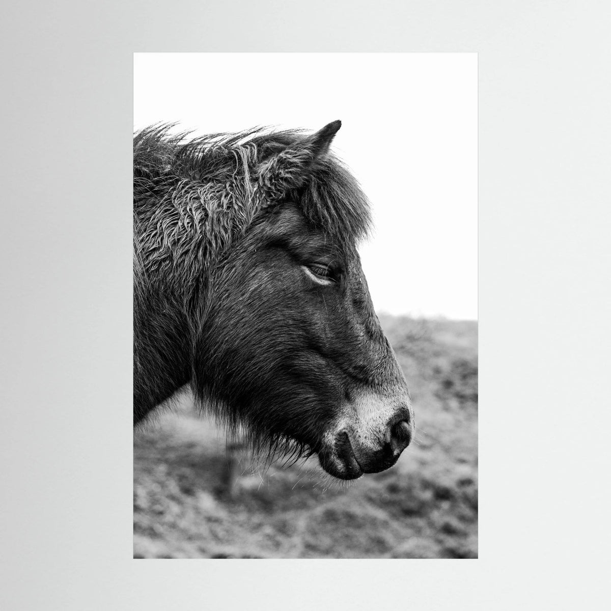 Horse - side close-up.