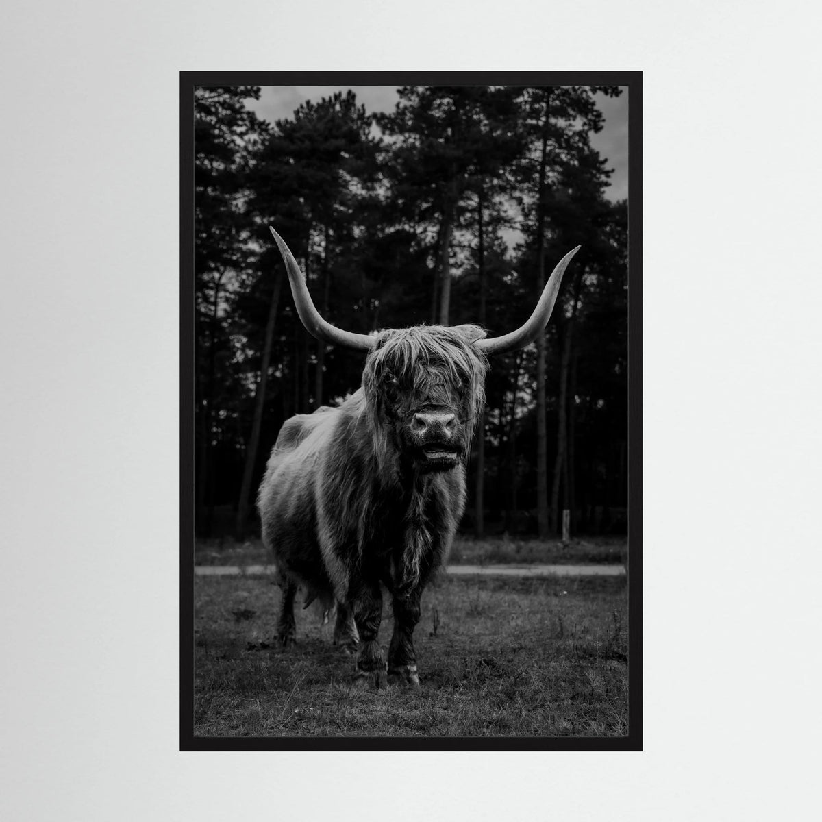 Highlander Cow in the Wild