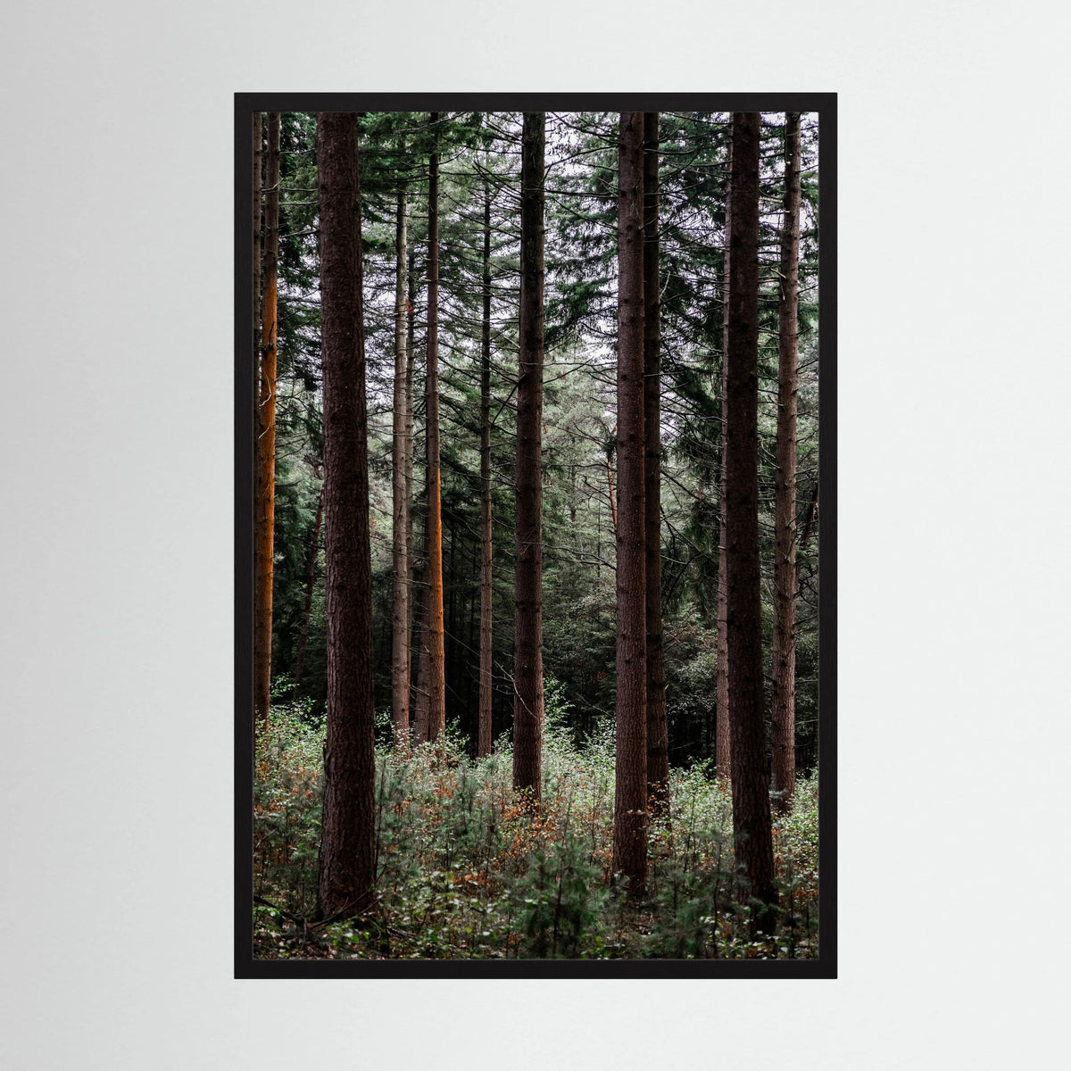 Forest Vibes 