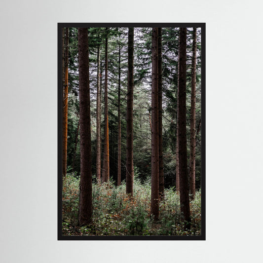Forest Vibes 