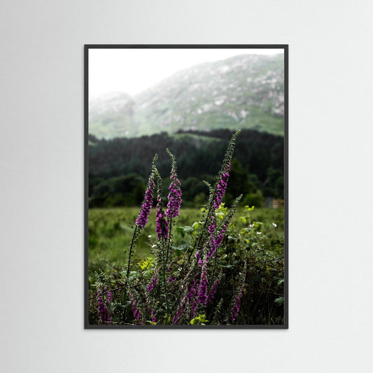 Foxgloves in the Highlands of Scotland  