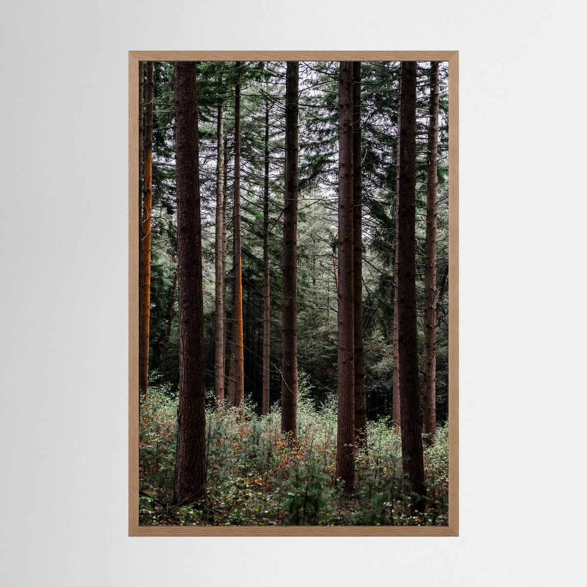 Forest Vibes 