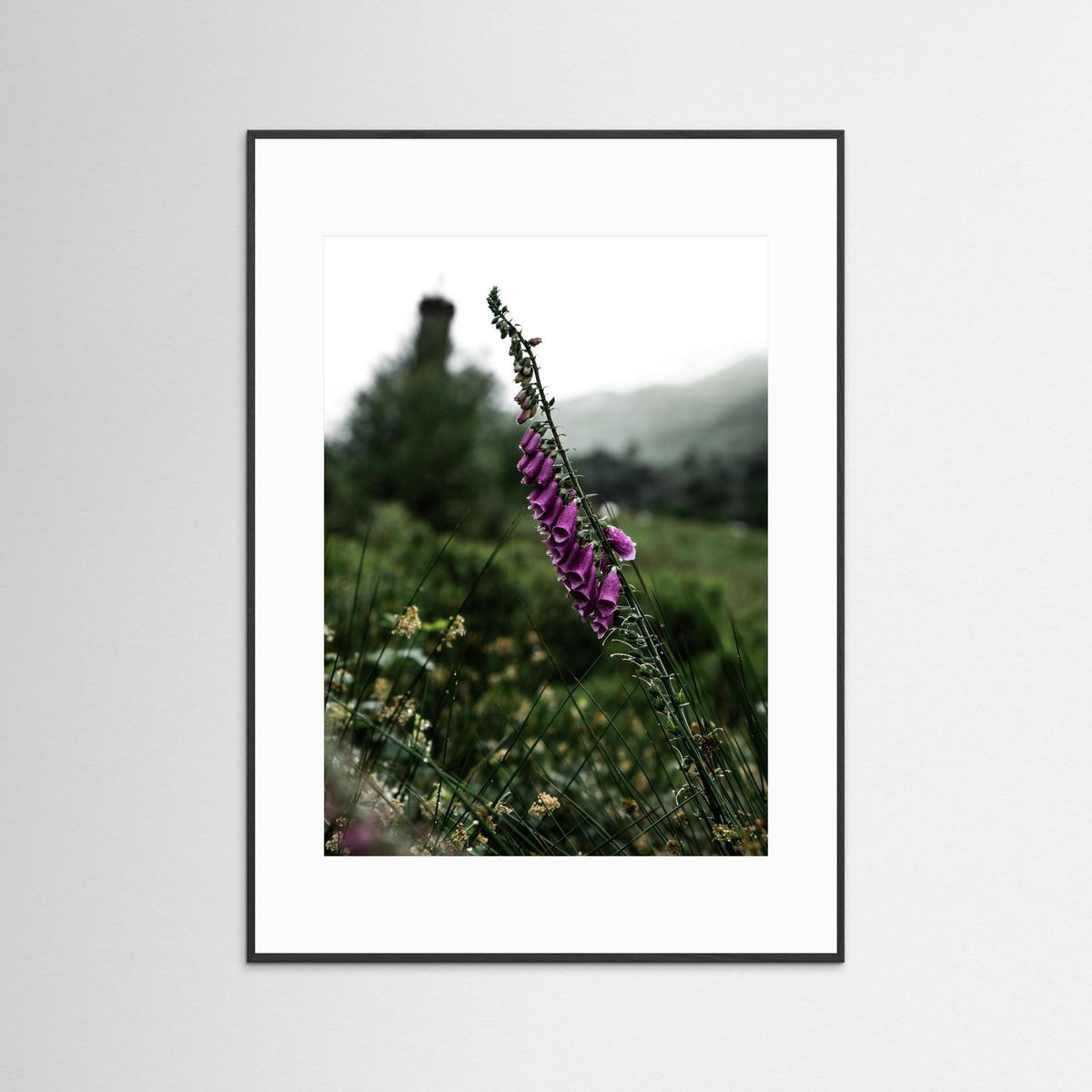 Foxgloves in the Scottish Highlands 
