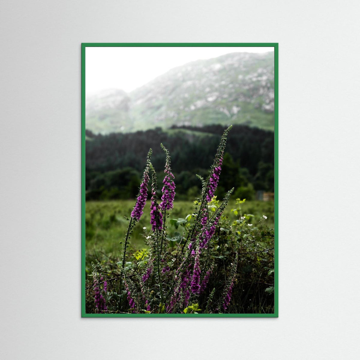 Foxgloves in the Highlands of Scotland  