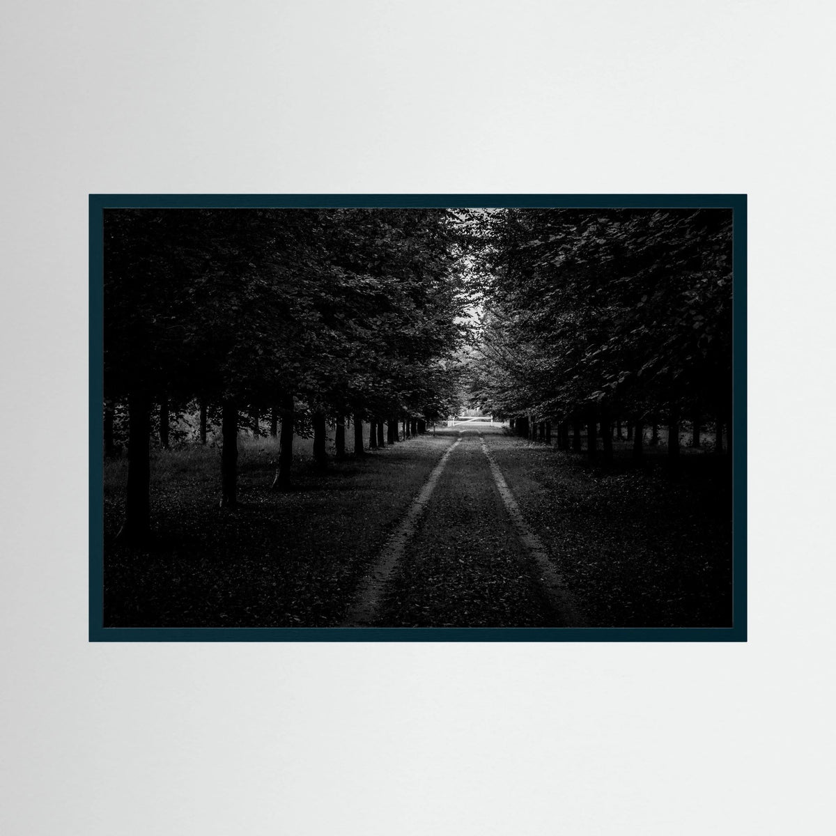 Forest Roads at the Veluwe