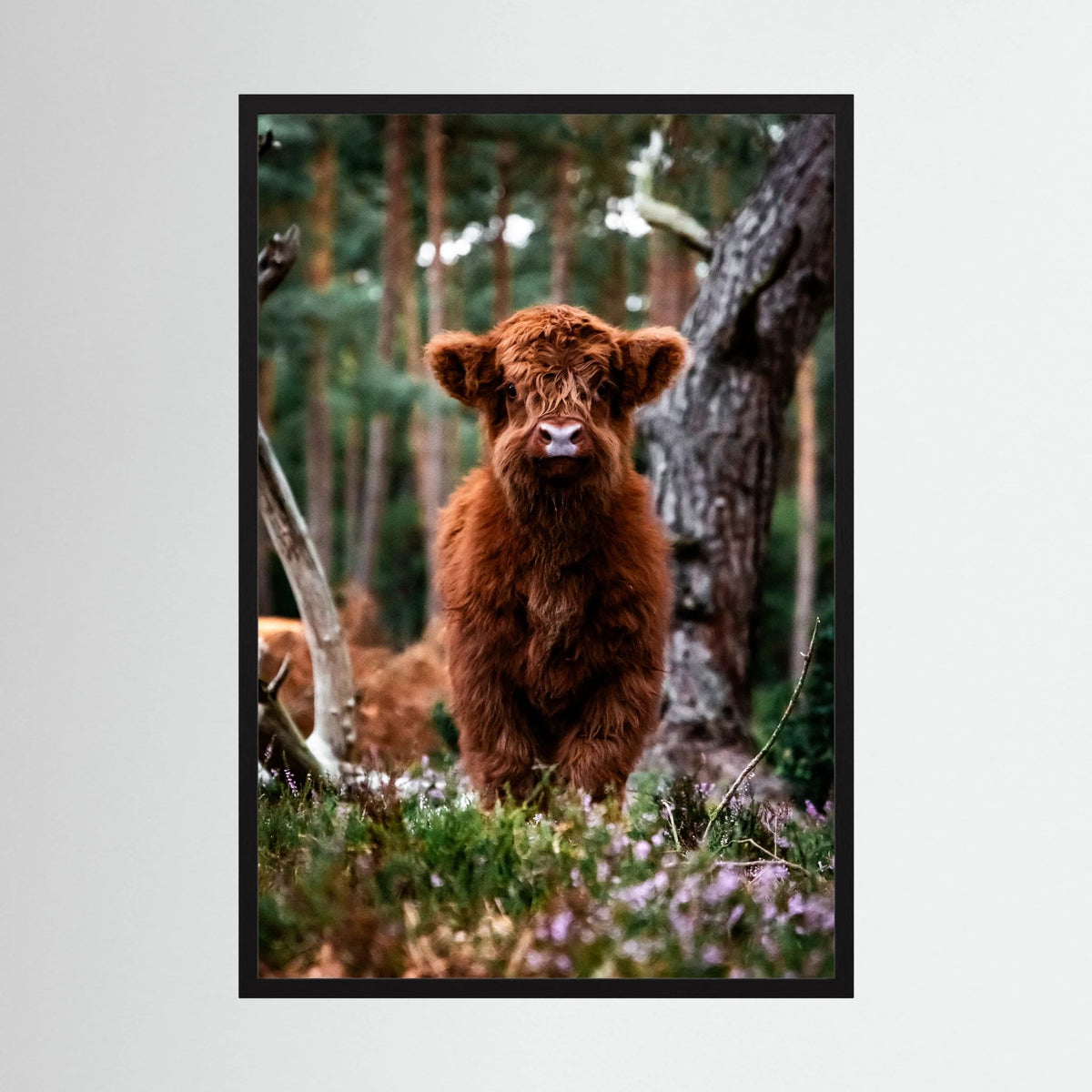 Little Scottish Highland Cow