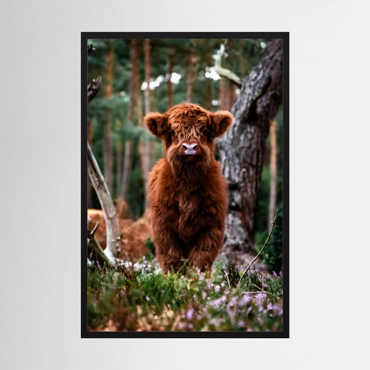 Little Scottish Highland Cow