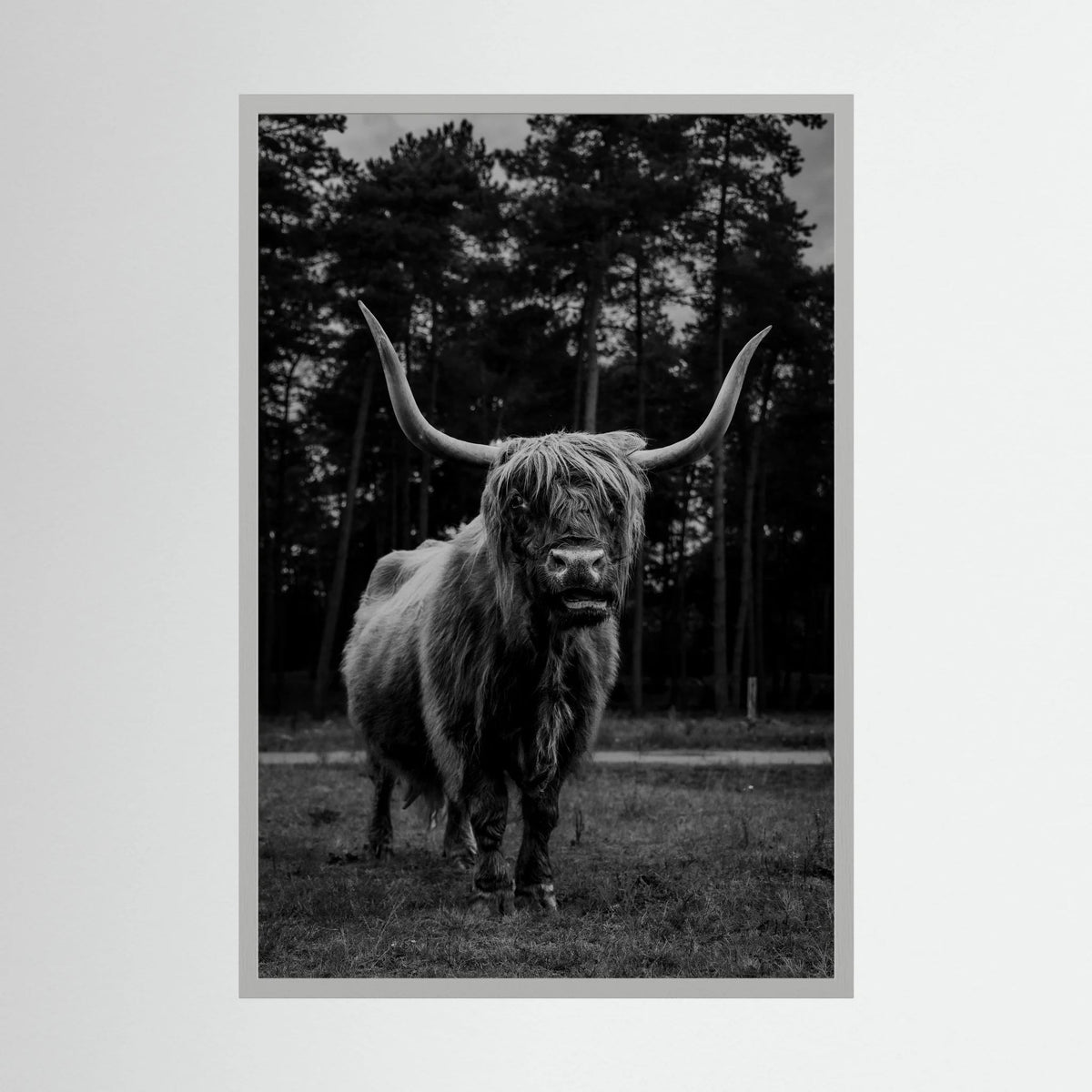 Highlander Cow in the Wild