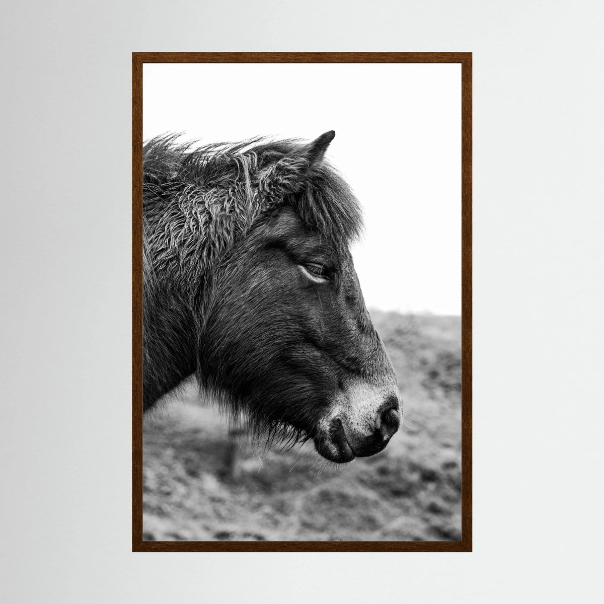 Horse - side close-up.