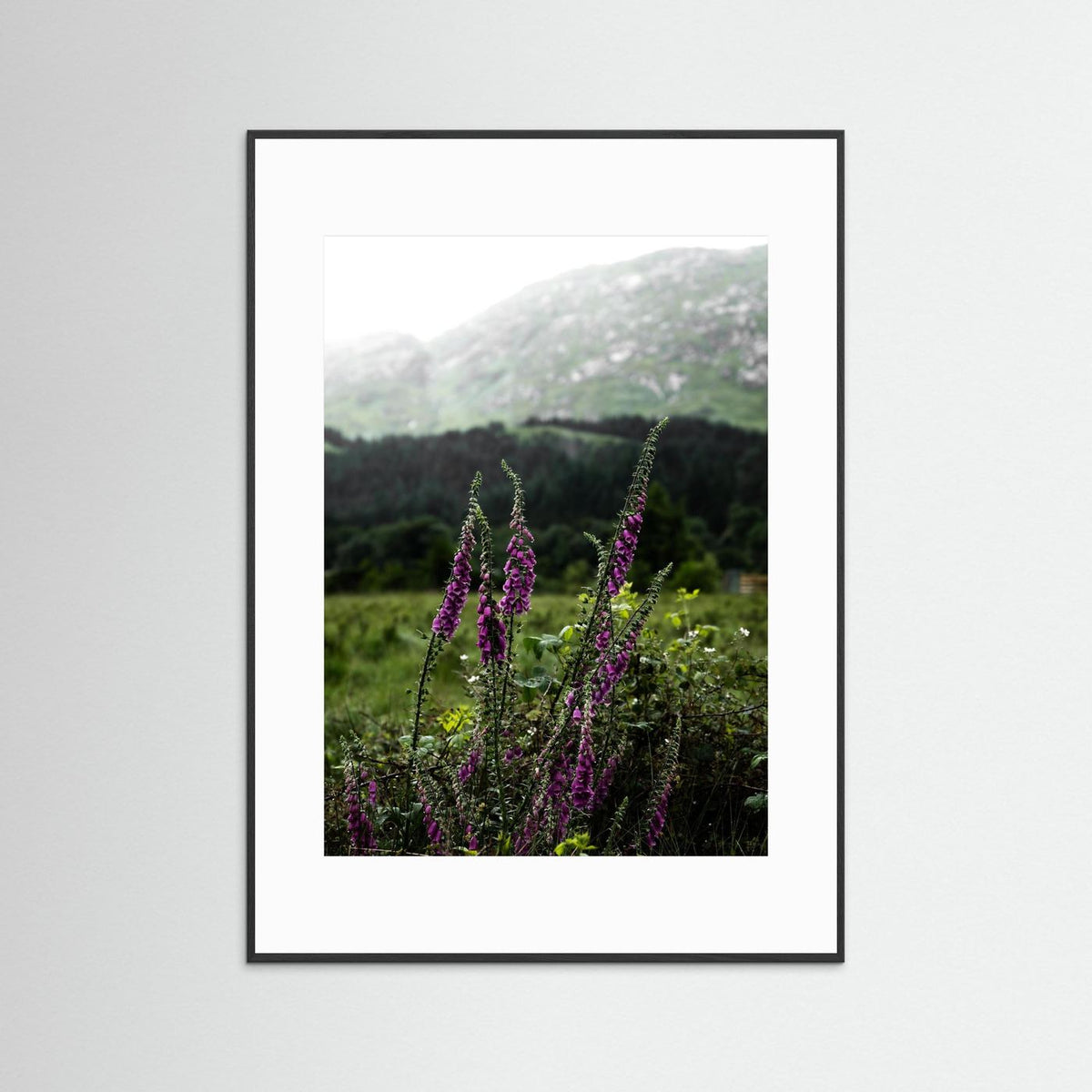 Foxgloves in the Highlands of Scotland  