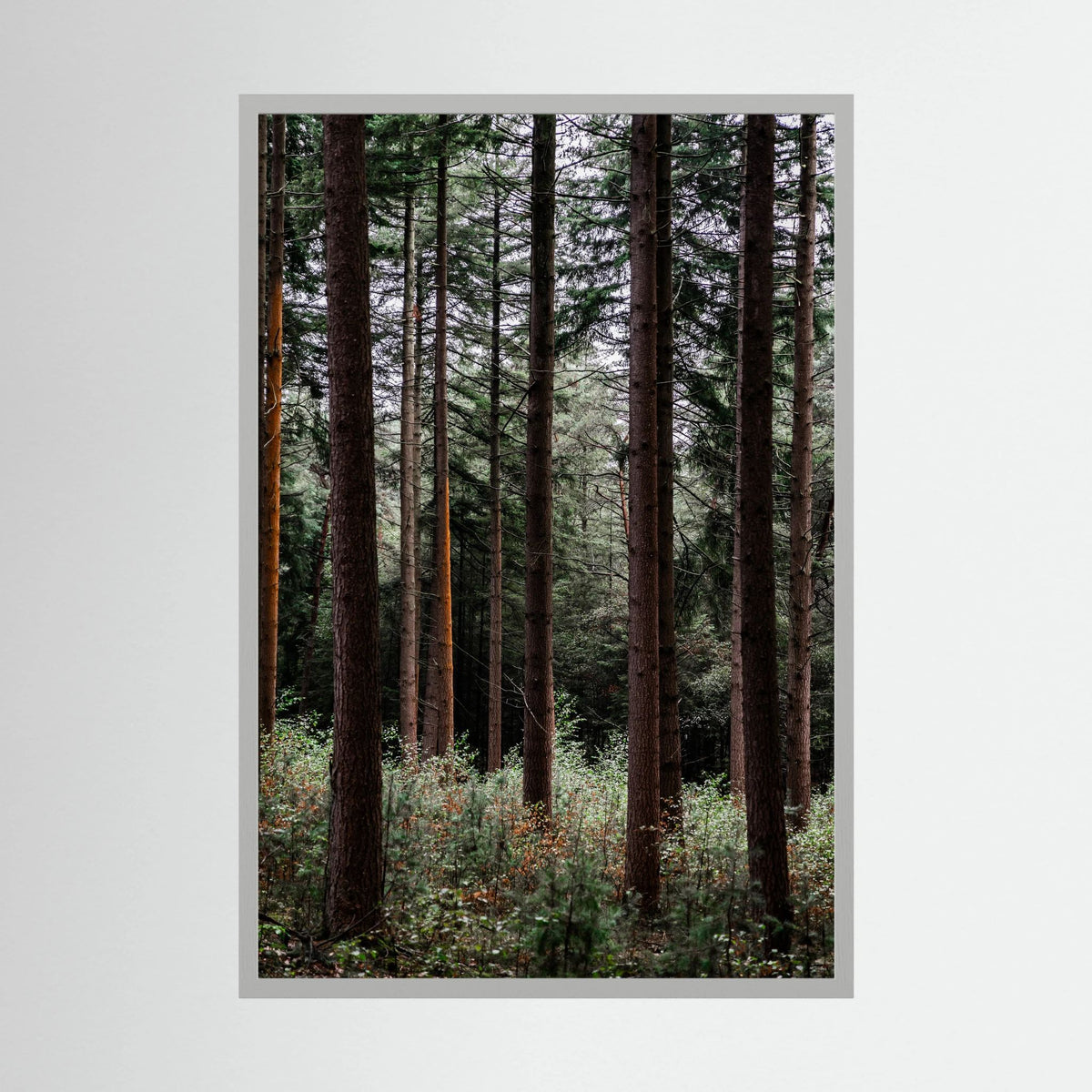 Forest Vibes 